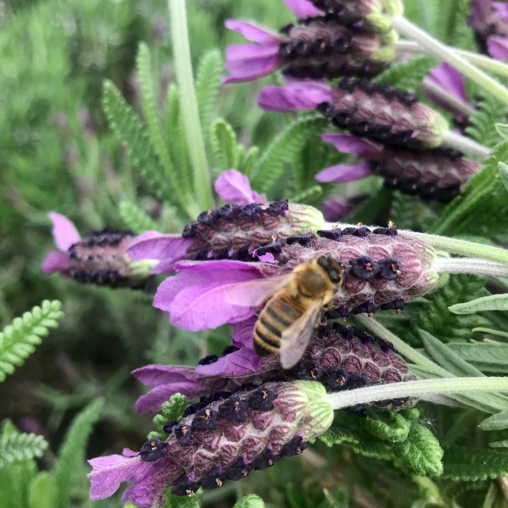 Meet your Posher, Posh